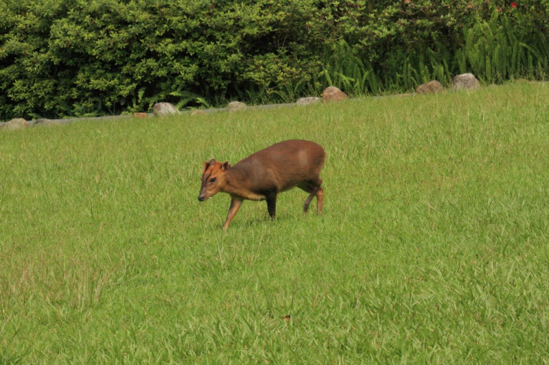 A_Muntiacus_reevesi_in_Taiwan_l.jpg